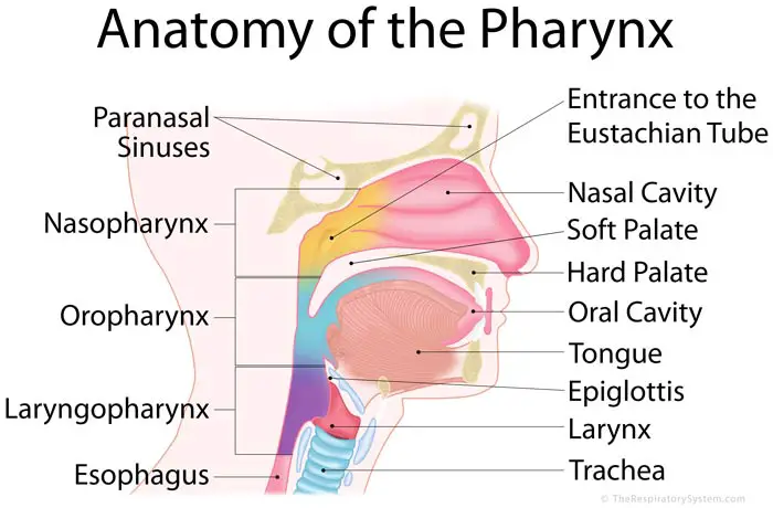 Functions Of The Throat 92