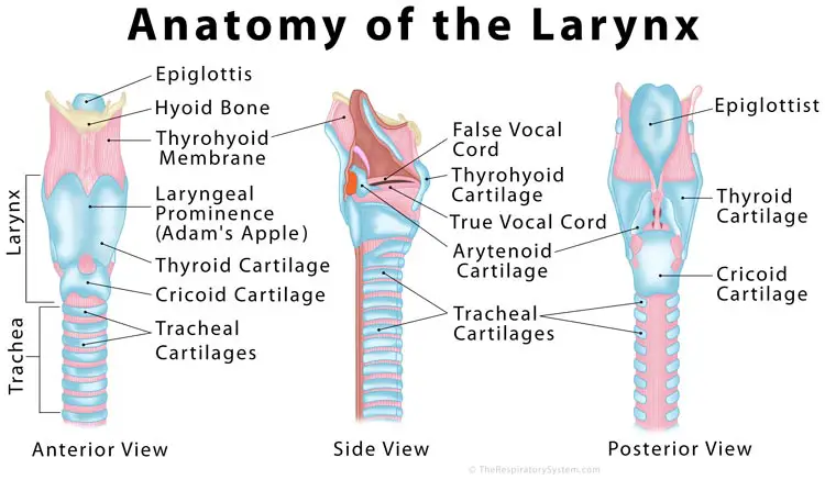 Larynx (Voice Box) Definition, Function, Anatomy, and Diagram