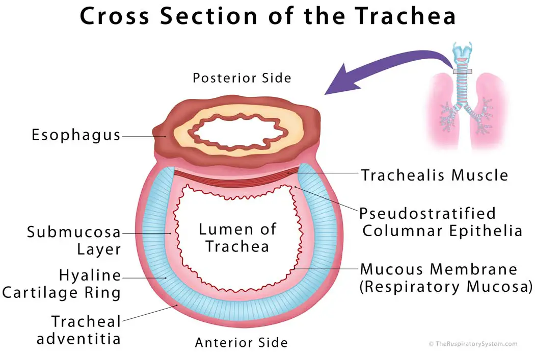 How is the trachea different from the esophagus?