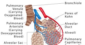 Alveoli Definition, Location, Anatomy, Function, Diagrams