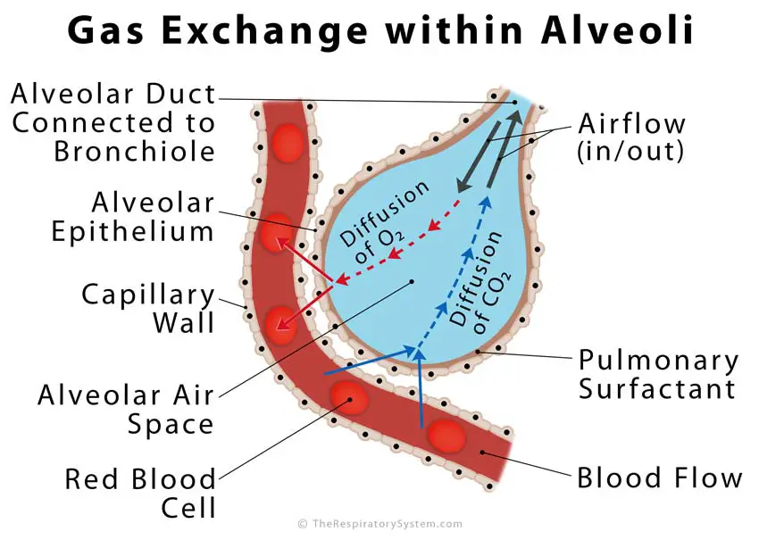 Alveoli Definition  Location  Anatomy  Function  Diagrams