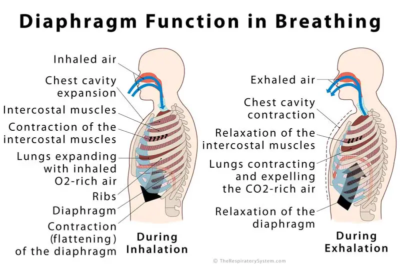 Diaphragm: Definition, Location, Anatomy, Function, Diagram