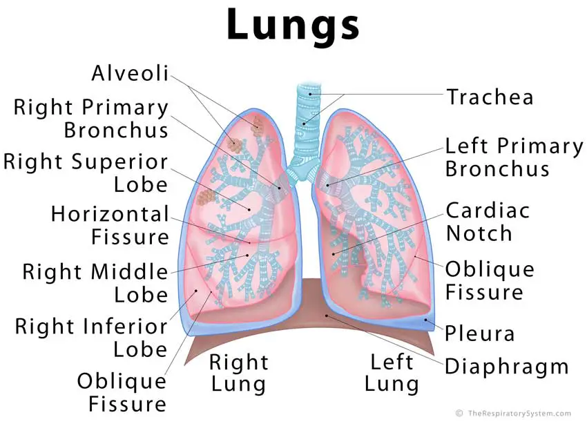 Lungs: Definition, Location, Anatomy, Function, Diagram, Diseases