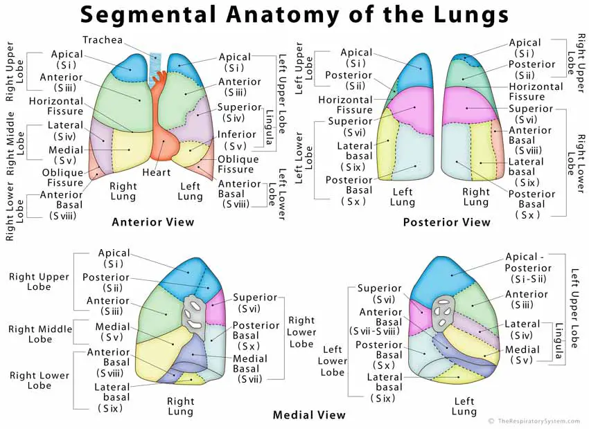 Lungs  Definition  Location  Anatomy  Function  Diagram