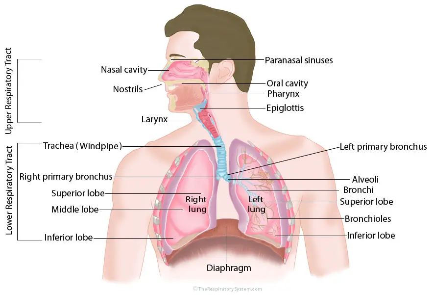 Diagrama del sistema respiratorio