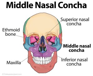 Concha nasal media