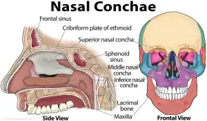 Nasal Conchae