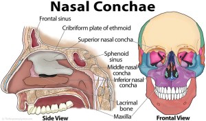 Concha nasal