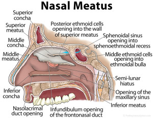 Nasaler Meatus