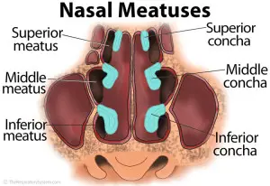 Nasal Meatus Anatomy