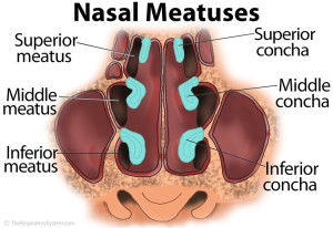 Anatomie du méat nasal