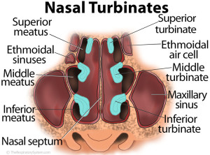 Turbines nasales