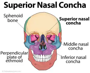 Superior Nasal Concha