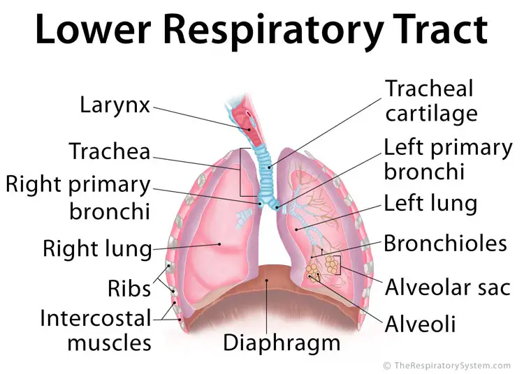 Système respiratoire inférieur