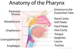 Farynx