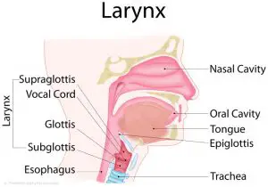 Diagramme du larynx