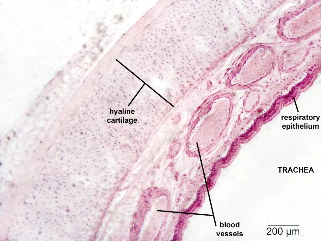 Trachea Histology