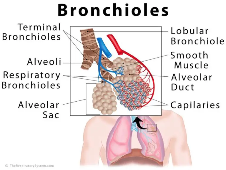 the trachea, bronchi, and terminal bronchioles contribute to anatomic dead space because: