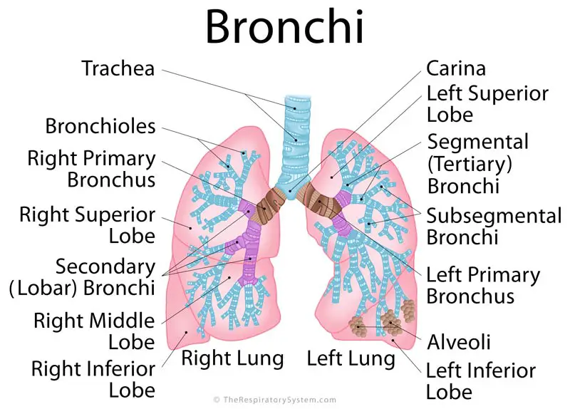 There are two primary (extrapulmonary) bronchi – the right and left