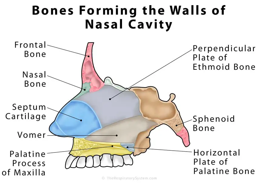 What Two Bones Form The Floor Of The Nasal Cavity - Carpet Vidalondon