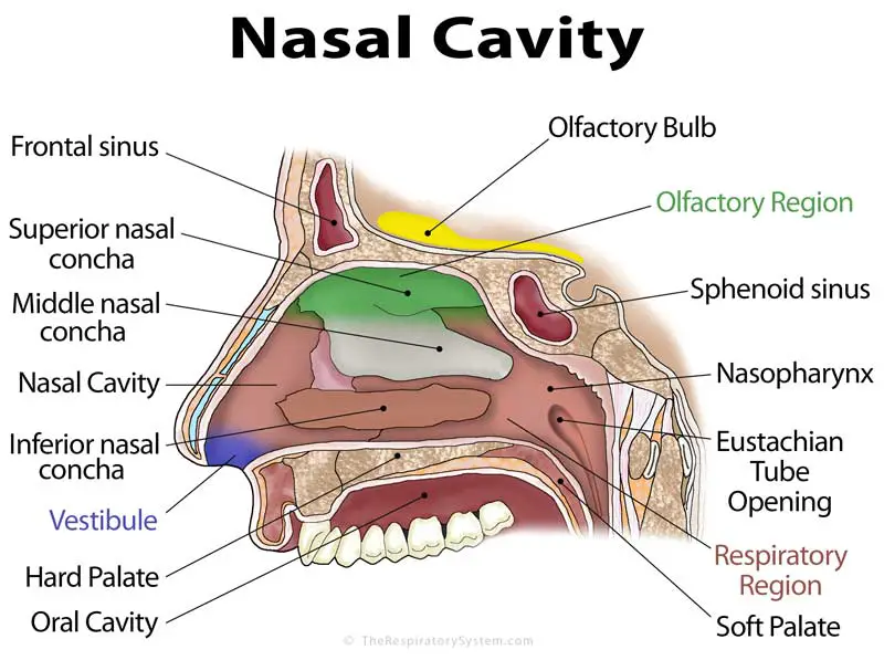 The Paranasal Sinuses - Structure - Function - TeachMeAnatomy