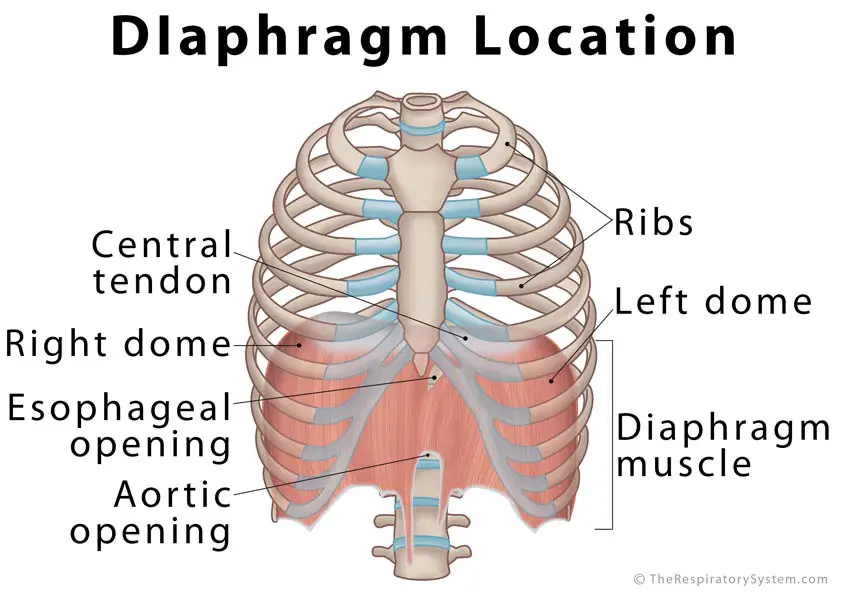 Where is the Diaphragm Located.
