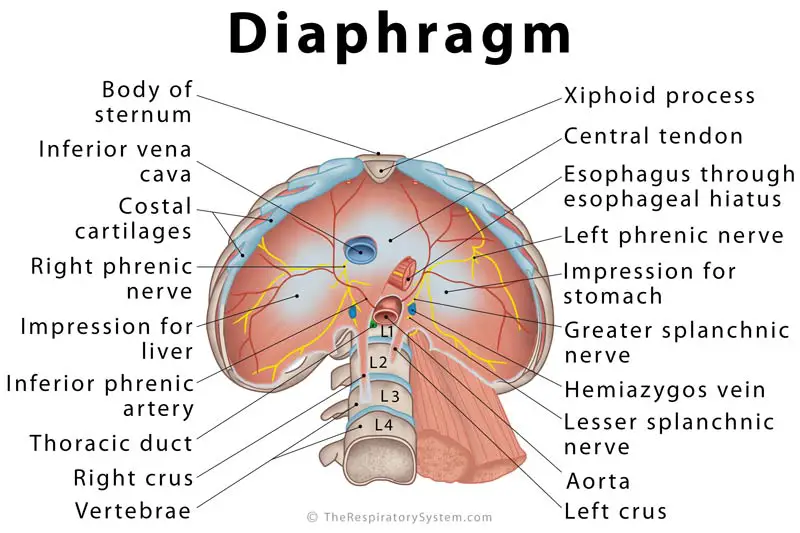 Diaphragm: Definition, Location, Anatomy, Function, Diagram