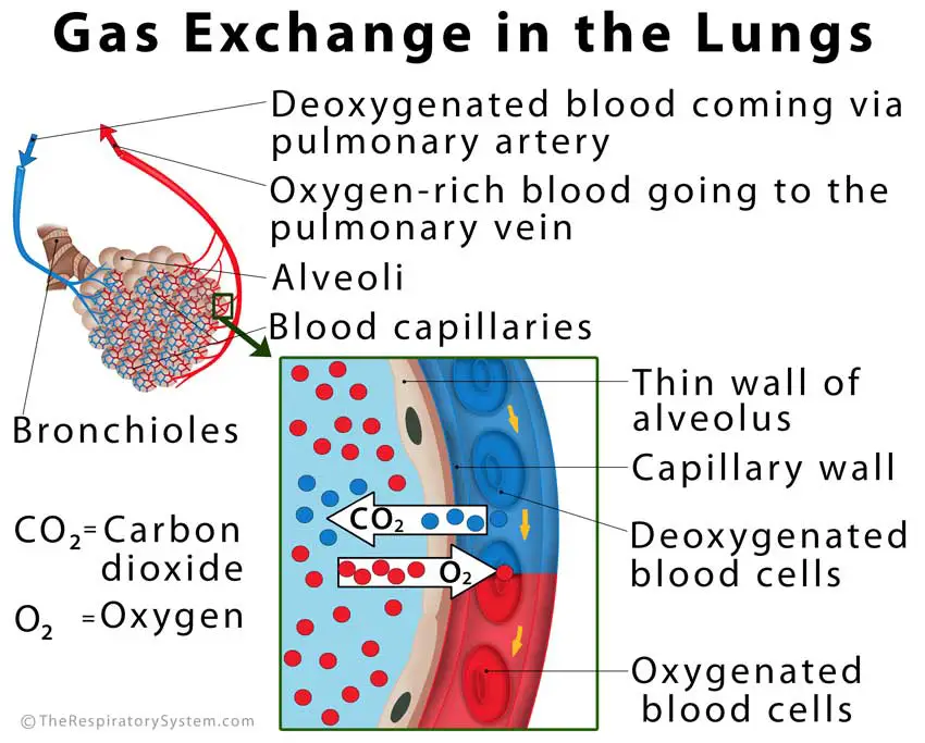 function of lungs in the respiratory system