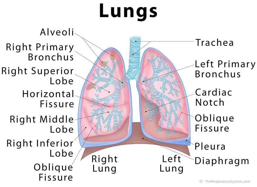 Lungs: Definition, Location, Anatomy, Function, Diagram ...