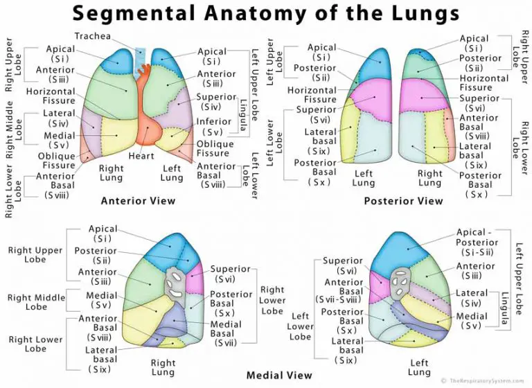 Anatomy Of The Left Coronary Artery Background Diagram Of
