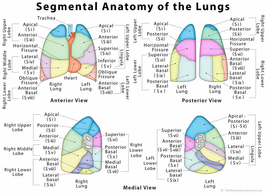 Lungs Definition Location Anatomy Function Diagram Diseases