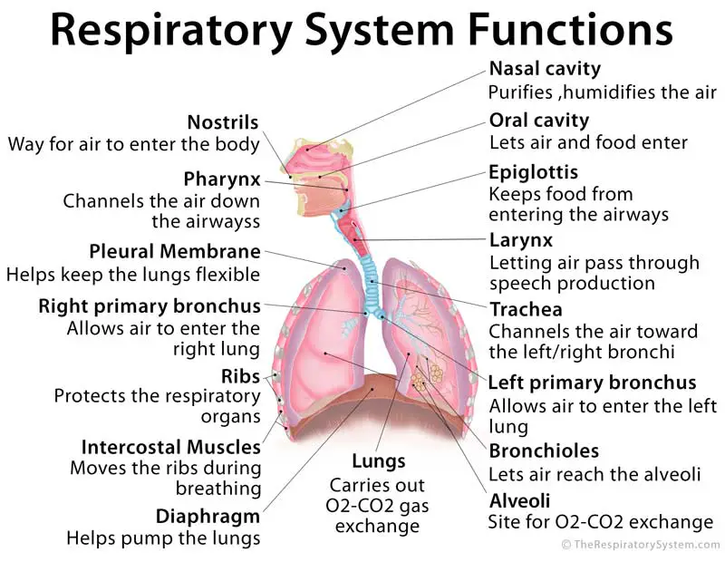 Parts and jobs of the respiratory system