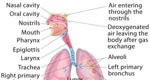 The Main Job Of The Respiratory System - Job Retro