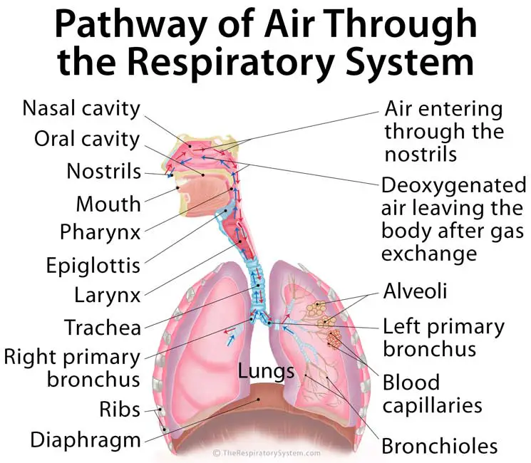 Parts and jobs of the respiratory system