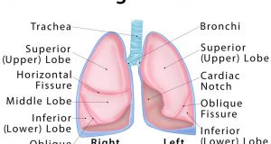 Lung Lobes: Definition, Anatomy, Functions, Picture