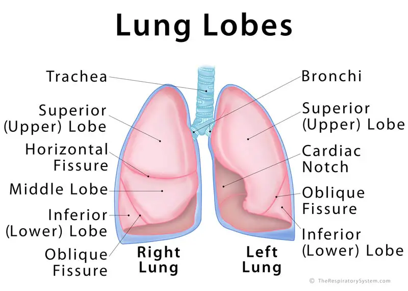 Lung Lobes: Definition, Anatomy, Functions, Picture