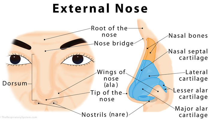 Nose Anatomy Nose Anatomy