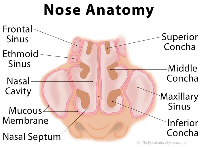 Sinus Chart