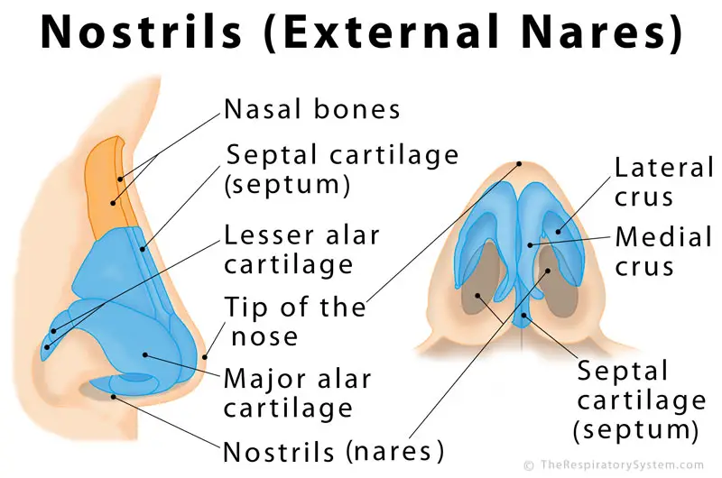 Anatomy of the Nostrils