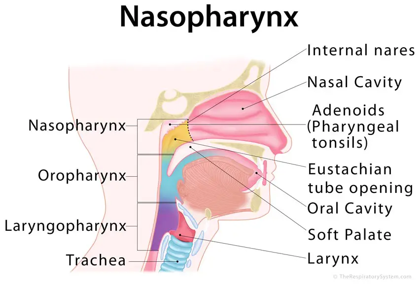 anatomy of nasopharynx