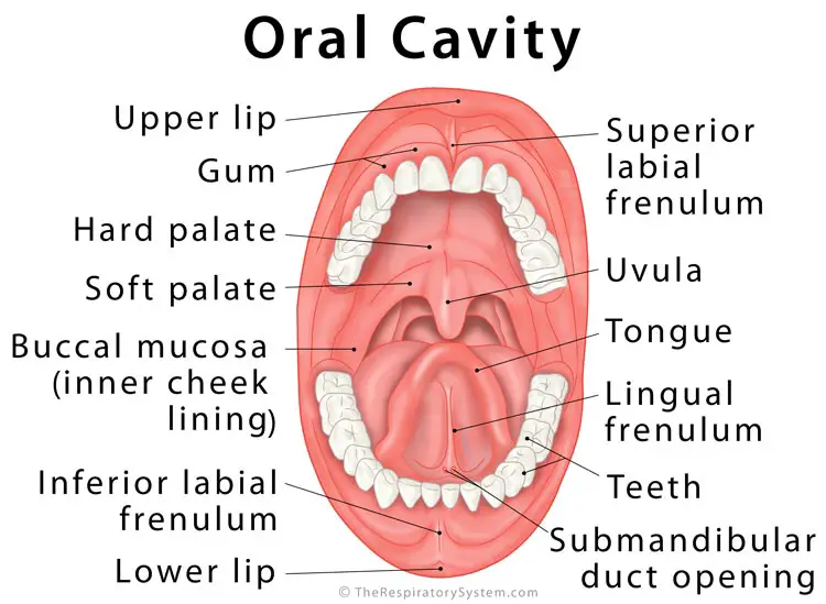 The Mouth and Buccal Cavity - Anatomy of the Human Mouth