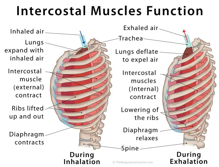 Intercostal Muscles: Definition, Location, Anatomy, Functions