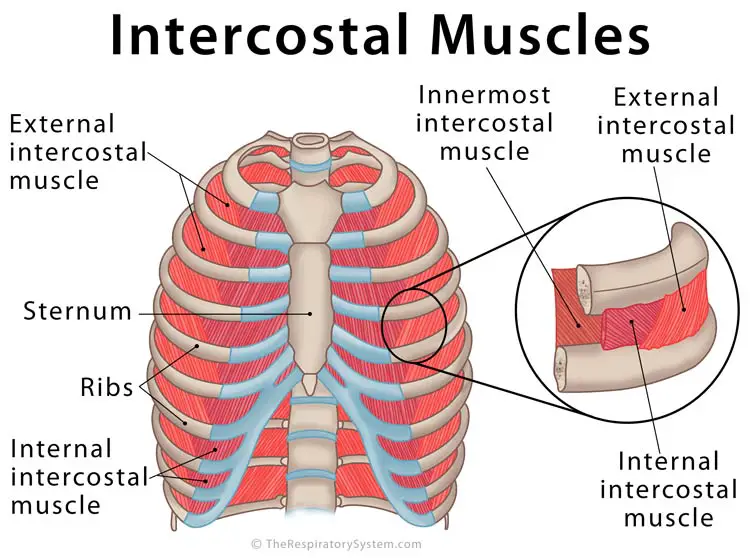 Intercostal Muscles Diagram